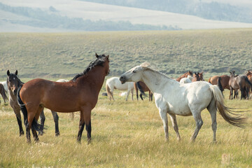 Fototapeta na wymiar horses in a herd interacting with each other