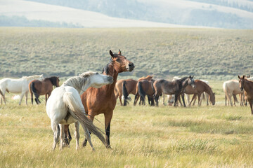 Fototapeta na wymiar horses in a herd interacting with each other