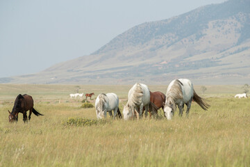 Mustang horses