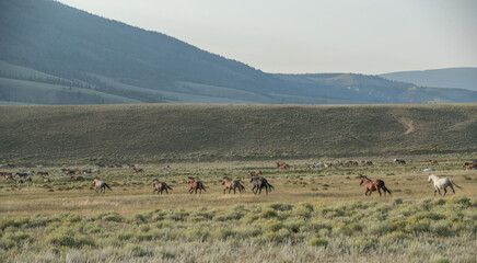 Mustang horses