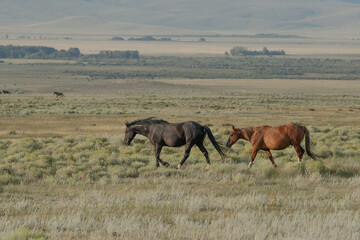 Fototapeta premium Mustang horses