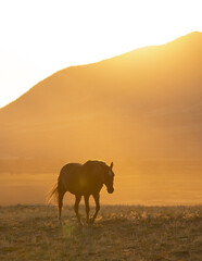 Fototapeta na wymiar Mustang horses