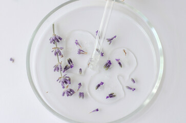 Top view of the structure of the gel in a petri dish with a pipette and lavender flowers. Research and development of lavender body care cosmetics