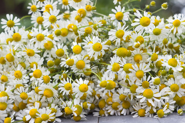 Obraz premium Chamomile on a gray wooden background. White little chamomile flowers, useful plant