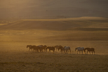 Fototapeta na wymiar Mustang horses