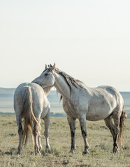 Obraz premium horses in a herd grooming each other