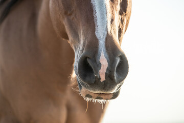 Closeup of a horses muzzle. 
