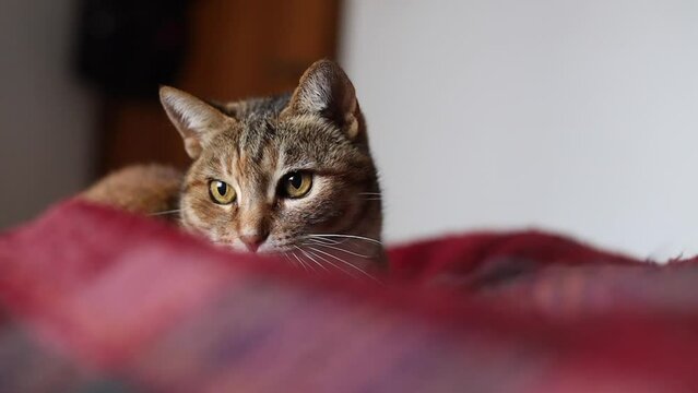 Slow motion of tabby cat eyes pupils dilating