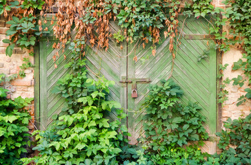 Old wooden gate overgrown with green leaves in brick walls