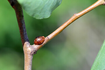 European fruit lecanium scale insect Parthenolecanium corni, on woody stem, parasitized by parasitic wasps. Exit holes visible.