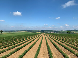 A beautiful field of carrots sown in even rows