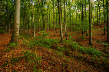 Obraz premium Edersee Germany Wonderful Nature