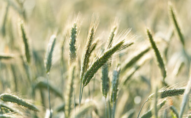 Rye ears in the sun. Cereal ripening in the field. Cultivation of grain, ears of grain close-up.