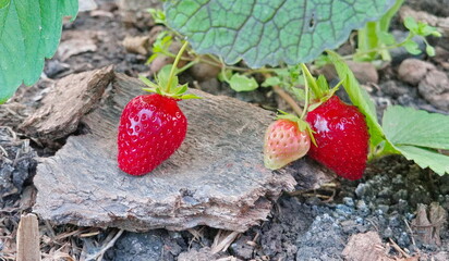 Strawberry bush photo. Berries on a Bush in the Garden. Two Delicious Strawberries.