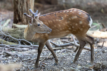野生のニホンジカ