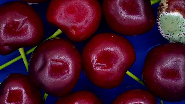 cherry berries rot and become moldy timelapse