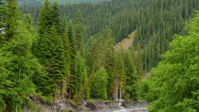 Beautiful fir tree forest greenery panorama with mountains background in Racha region in Georgia