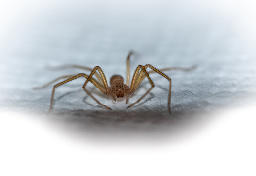 Ara&ntilde;a posando