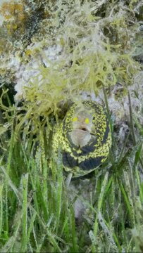 VERTICAL VIDEO: Close-up of Moray lie in green seagrass. Snowflake moray or Starry moray ell (Echidna nebulosa) on Seagrass Zostera. Slow motion