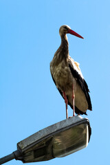 Adult white stork (Ciconia ciconia) on the street lamp - Choczewo, Pomerania, Poland