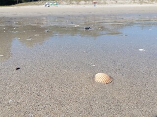 shells on the beach