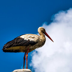 Adult white stork (Ciconia ciconia) on the street lamp - Choczewo, Pomerania, Poland