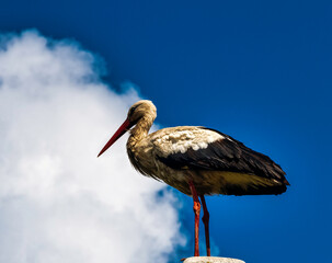Adult white stork (Ciconia ciconia) on the street lamp - Choczewo, Pomerania, Poland