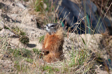 Marmot