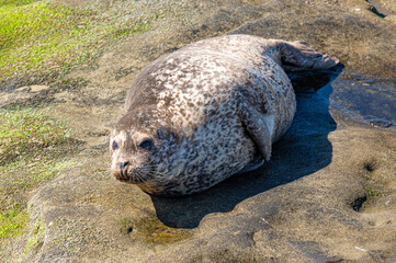 Seals and Sea Lions in La Jolla Cove, California.