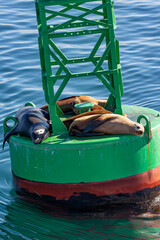 Seals and sea lions on a buoy in San Diego Harbor.