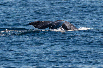 Pacific Humpback whale flukes and backs just outside San Diego Harbor, California.