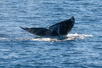 Fototapeta premium Pacific Humpback whale flukes and backs just outside San Diego Harbor, California.