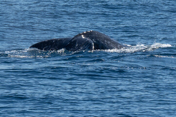 Fototapeta premium Pacific Humpback whale flukes and backs just outside San Diego Harbor, California.