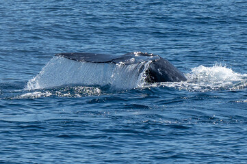 Fototapeta premium Pacific Humpback whale flukes and backs just outside San Diego Harbor, California.
