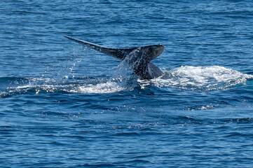 Obraz premium Pacific Humpback whale flukes and backs just outside San Diego Harbor, California.