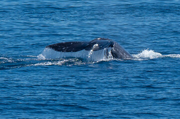 Fototapeta premium Pacific Humpback whale flukes and backs just outside San Diego Harbor, California.