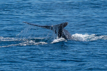 Pacific Humpback whale flukes and backs just outside San Diego Harbor, California.
