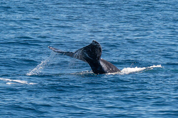 Pacific Humpback whale flukes and backs just outside San Diego Harbor, California.
