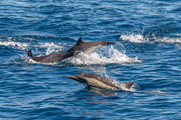 Long-beaked common dolphin swimming and jumping near San Diego Harbor, California.
