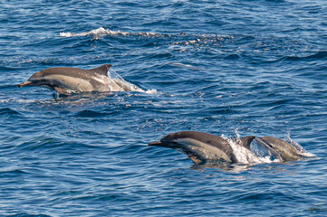 Long-beaked common dolphin swimming and jumping near San Diego Harbor, California.