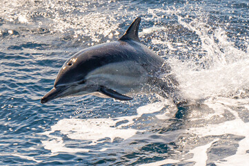 Long-beaked common dolphin swimming and jumping near San Diego Harbor, California.