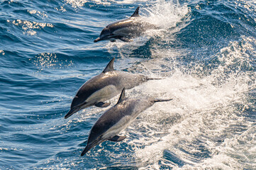 Long-beaked common dolphin swimming and jumping near San Diego Harbor, California.