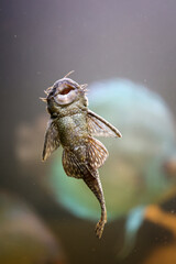 Antennenwelse im Aquarium. Weibchen haben keine Antennen, Männchen haben Antennen. 