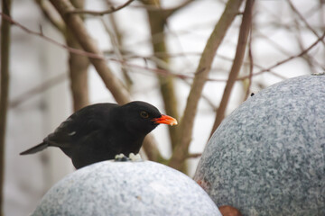 Eine Amsel frisst im Winter Apfel auf einem Springbrunnen.
