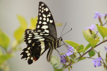 butterfly on flower