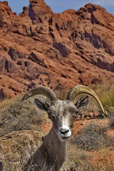 Bighorn sheep is face forward in front of red sandstone slopes in Valley of Fire State Park in Nevada