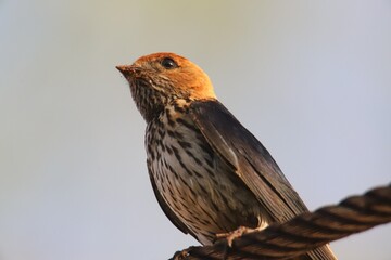 swallow on a fence