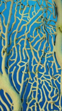 VERTICAL VIDEO: Details of the soft coral Giant Gorgonian or Sea fan (Subergorgia mollis). Close-up of coral. Slow motion