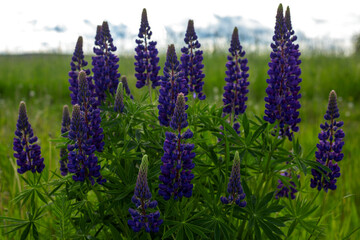Flowerbed of purple blue lupine flowers on meadow field summer andscape background.