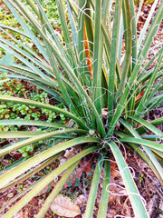 pink or red yucca, a succulent perennial able to withstand extreme heat and drought, Hesperaloe...